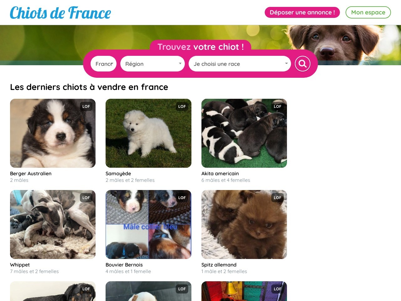 Chiots de france.com 3b1b21b52a02a65b9ead86f3290fefa7